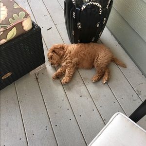 Meet your Posher, Kevin